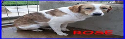 Meticcio cani in regalo: ROSE dolce triste patatina! - Annuncio 1