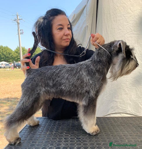 Immagine della galleria {{count}}