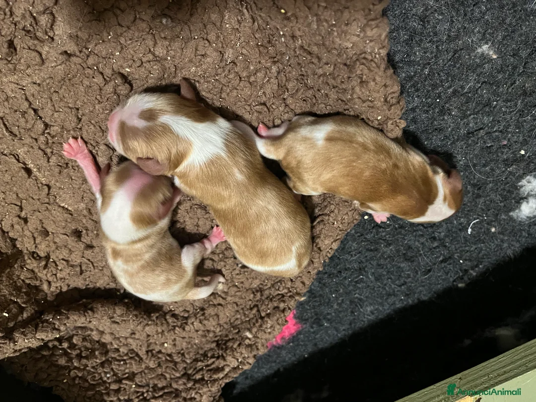 Cavalier King cani in vendita: 3 meravigliosi cuccioli di cavalier king - Annuncio 4