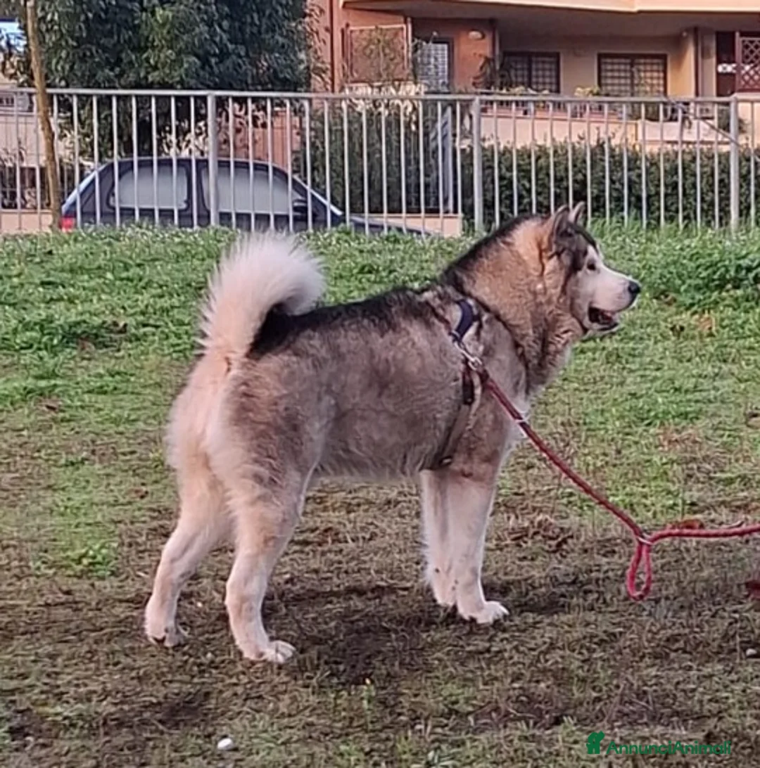Alaskan Malamute cani per accoppiamento: Alaskan Malamute maschio per monta - Annuncio 3