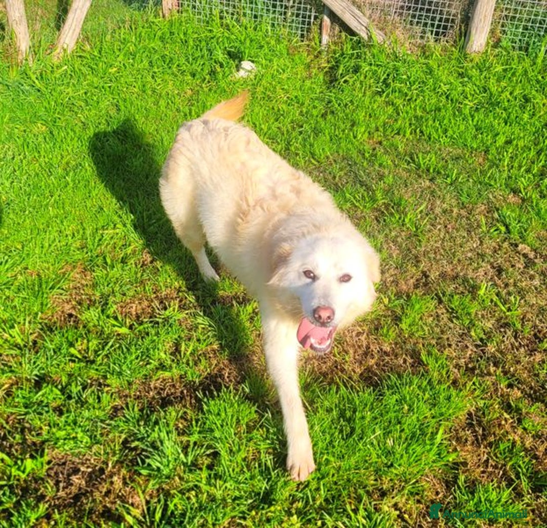 Pastore Maremmano cani in regalo: Lucilla cucciolona di pastore maremmano - Annuncio 6