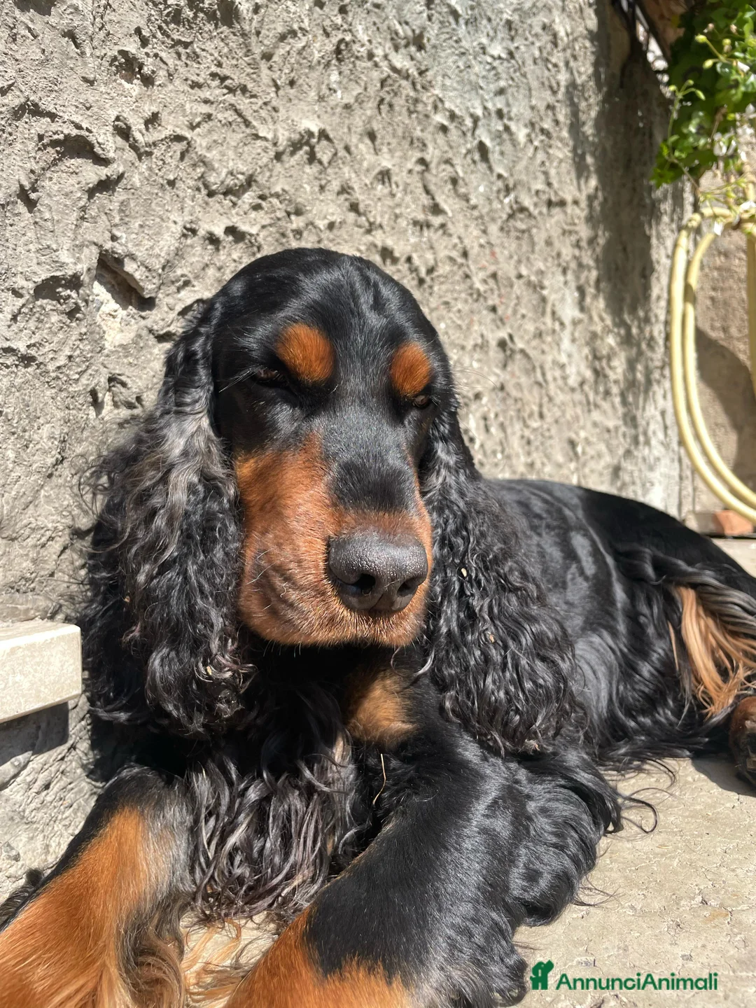 Cocker cani per accoppiamento: Cocker Nero Focato a Provincia di Vicenza - Annuncio 9