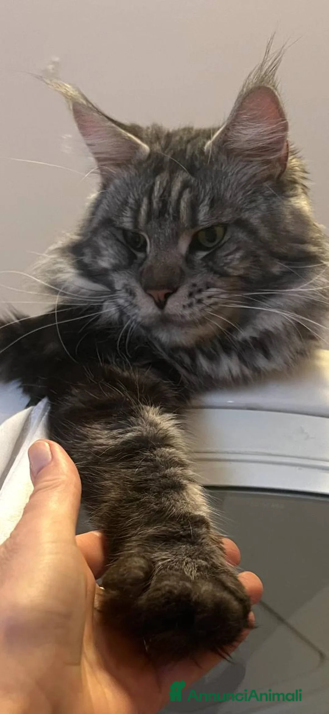 Maine Coon gatti in vendita: Gattini Maine Coon - Annuncio 2