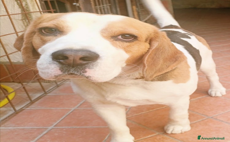 Beagle cani a Provincia di Caserta - Annuncio 4