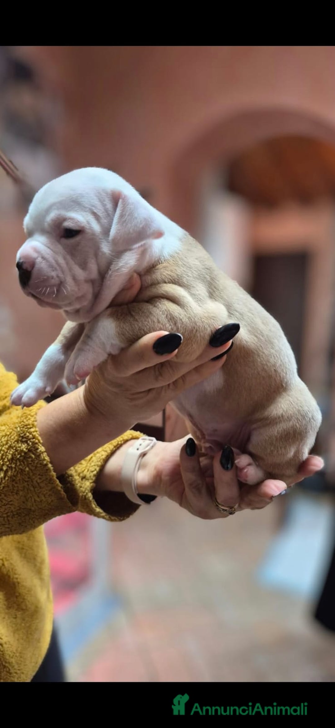 American Bully cani in vendita: American bully - Annuncio 3