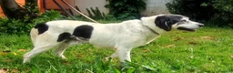 Meticcio cani in regalo: VALERIO DIVERSAMENTE CUCCIOLO - Annuncio 6