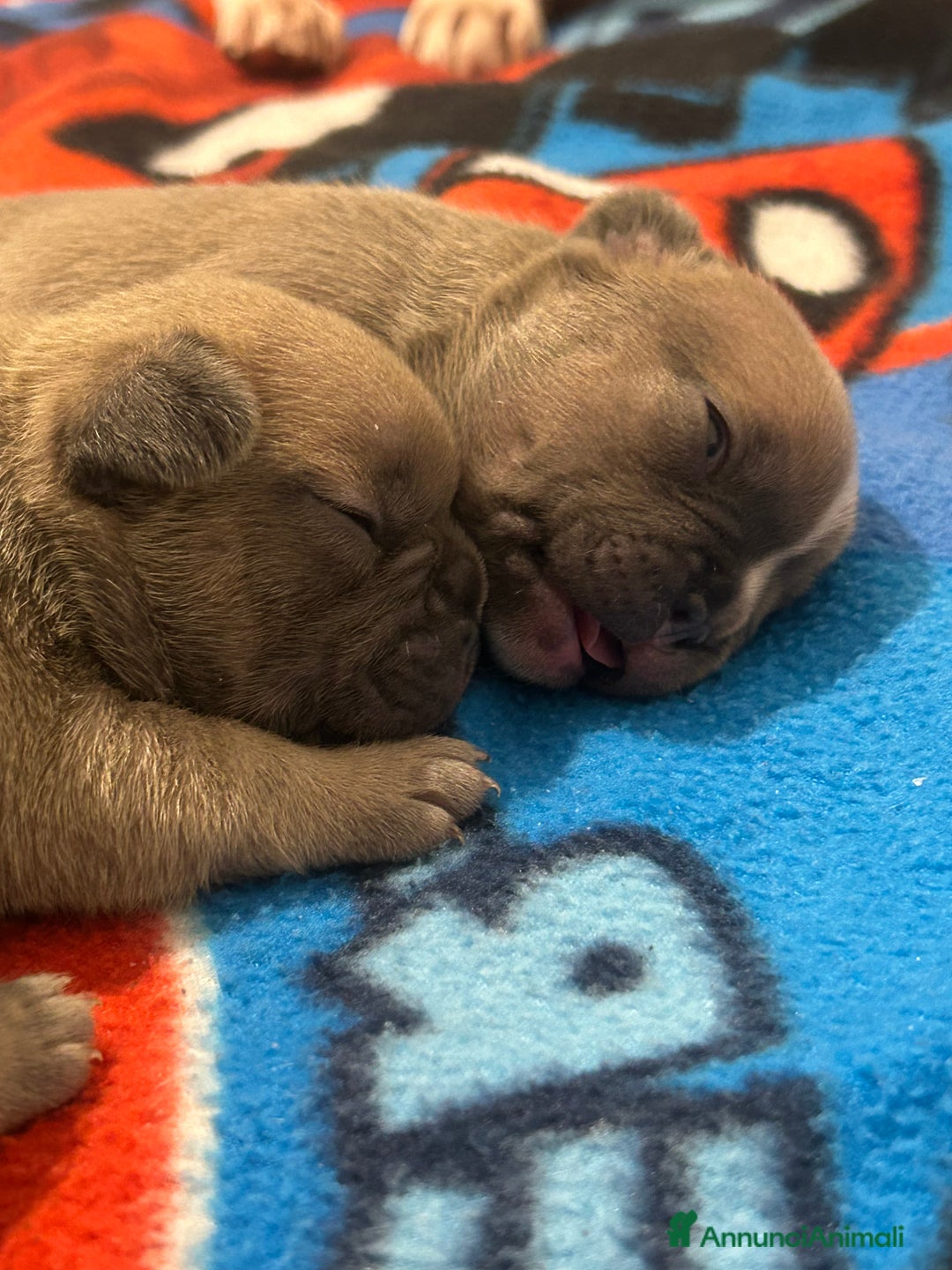 Bulldog Francese cani in vendita: Tre cuccioli bulldog maschi - Annuncio 12