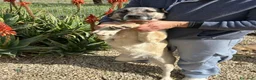 Meticcio cani in regalo: ARGO E ATHOS - Annuncio 3