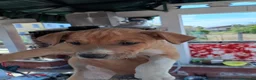Meticcio cani in vendita: Cuccioli incrocio Amstaff  - Annuncio 11