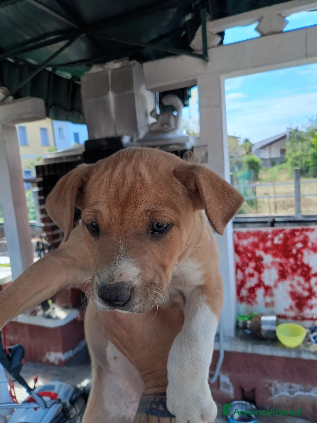 Meticcio cani in vendita: Cuccioli incrocio Amstaff  - Annuncio 11
