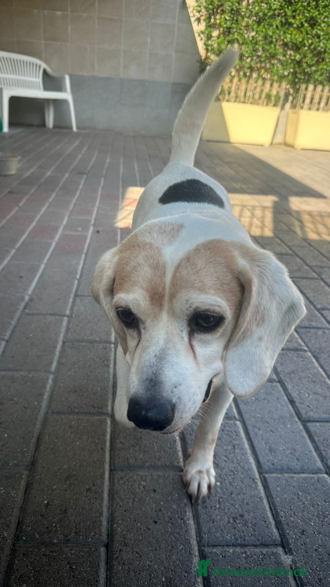 Meticcio cani in regalo: BALOO MINI BEAGLE - Annuncio 9