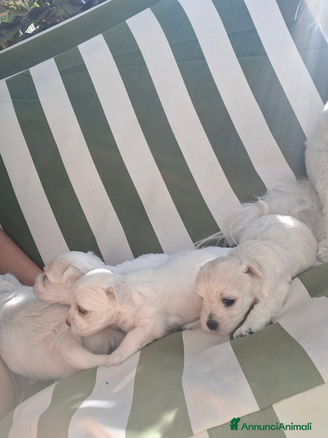 Maltese cani in vendita: Bishon maltese Toy - Annuncio 3