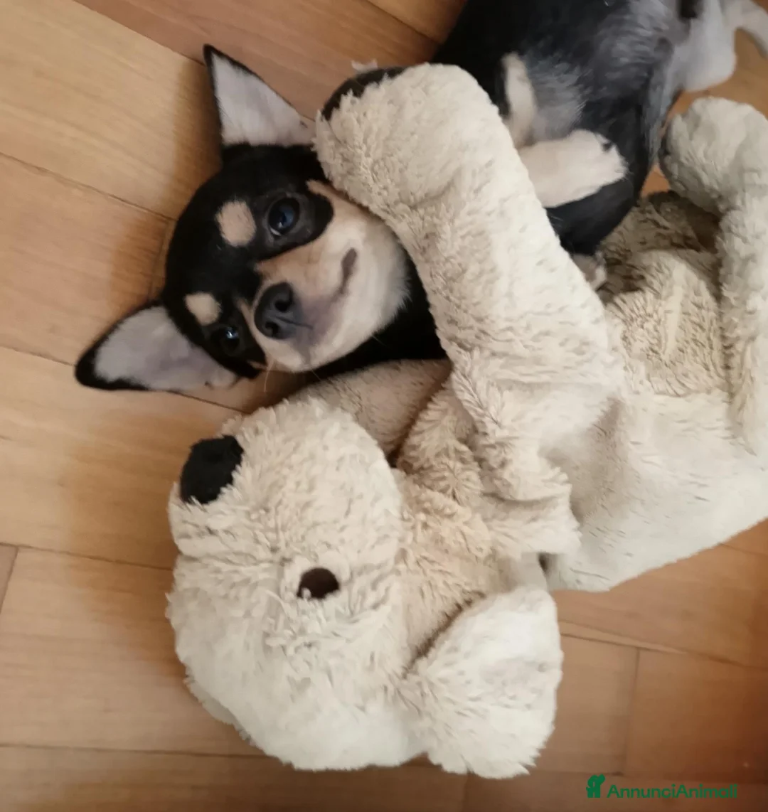 Chihuahua cani in vendita: Chihuahua con pedigree ENCI  - Annuncio 2