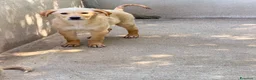 Meticcio cani in regalo: Ale maschio a Provincia di Como - Annuncio 3