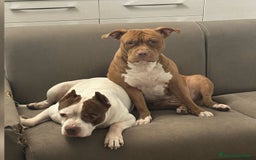 Pitbull cani in vendita: PITBULL a Città Metropolitana di Torino - Immagine 8