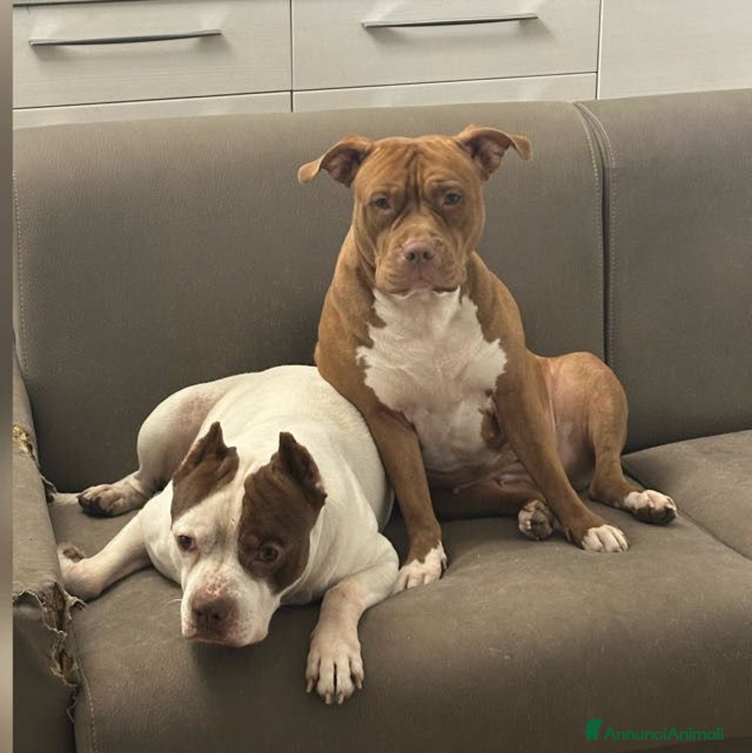 Pitbull cani in vendita: PITBULL a Città Metropolitana di Torino - Immagine 8
