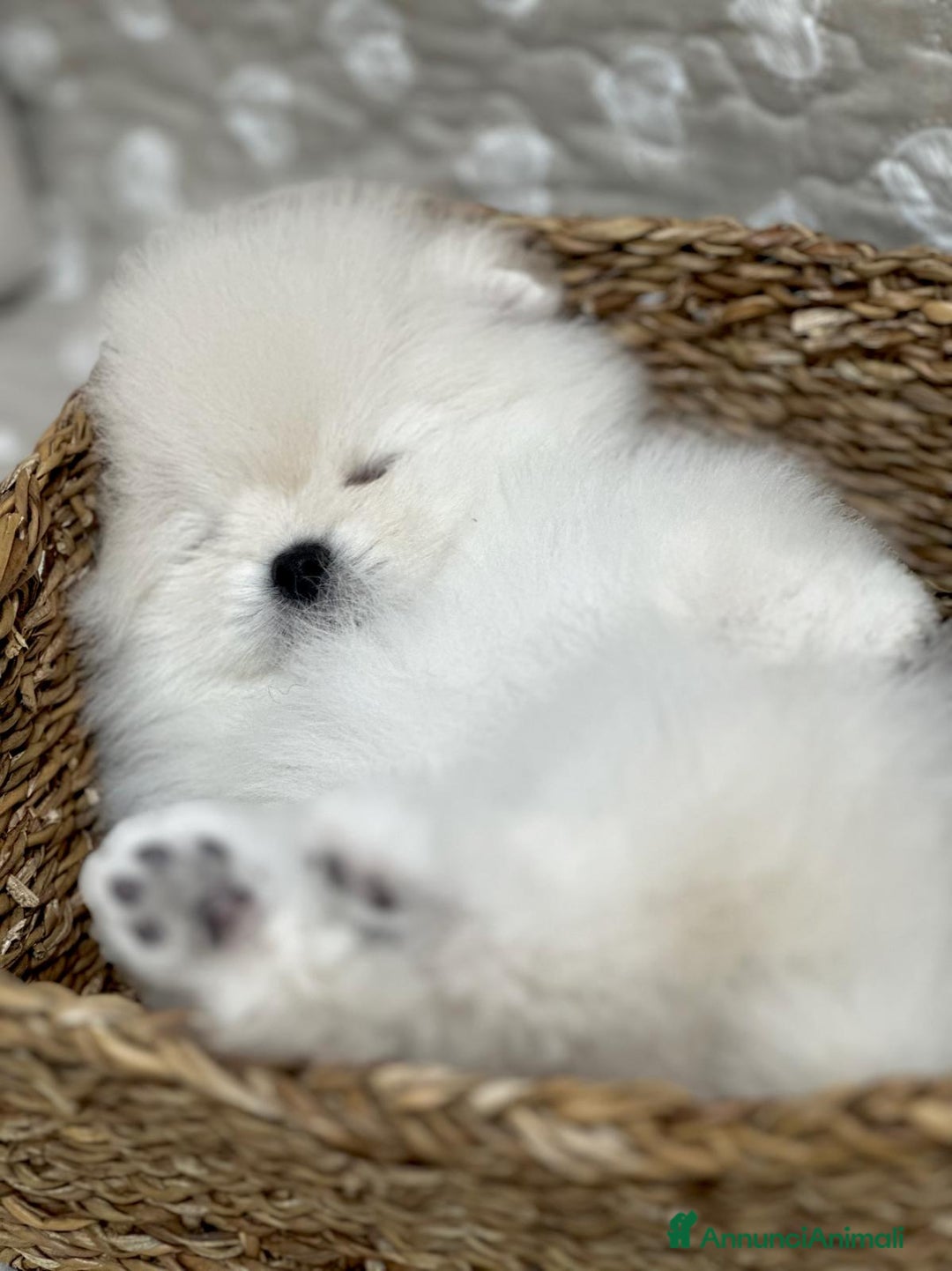 Volpino Pomerania cani in vendita: Pomerania Toy - Annuncio 5