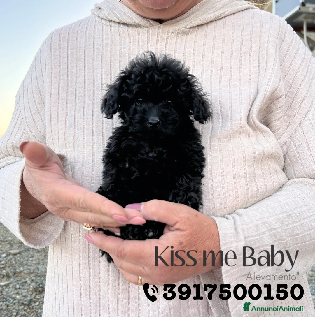 Immagine della galleria {{count}}