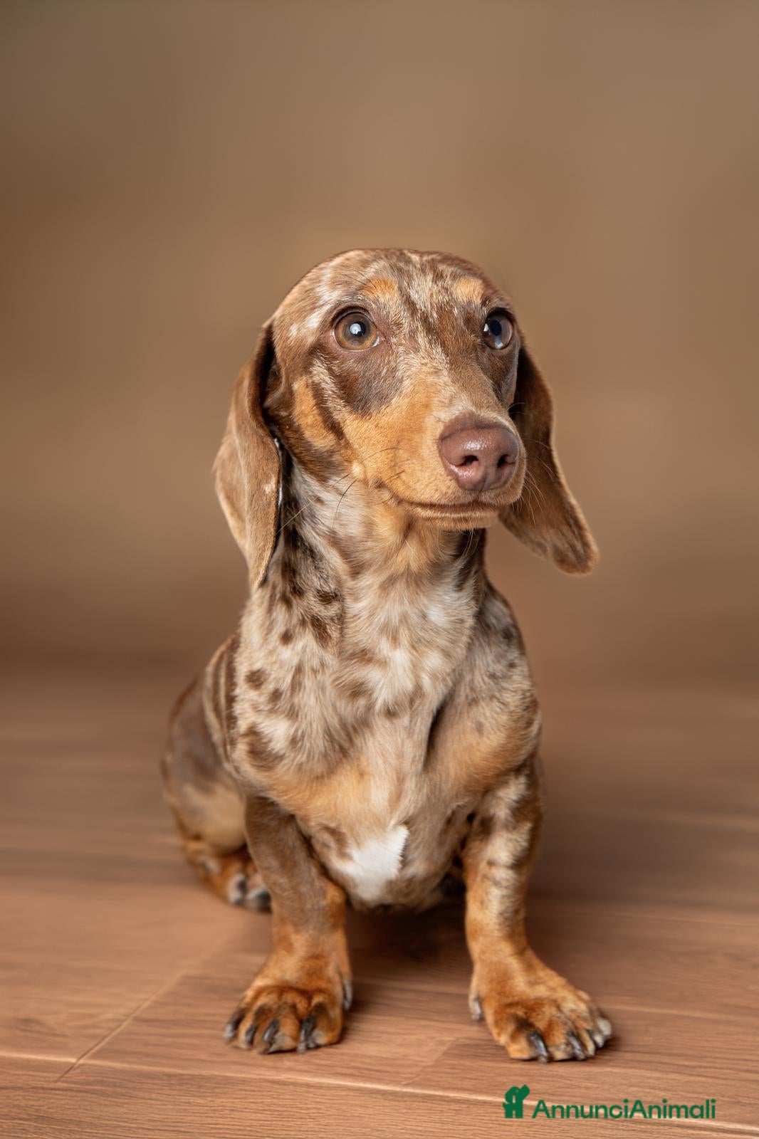 Bassotto cani Accoppiamento - Annuncio 1