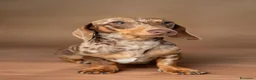 Bassotto cani per accoppiamento: Accoppiamento - Annuncio 1