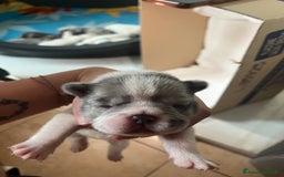 Bulldog Francese cani in vendita: Cuccioli di bulldog francese  a Città Metropolitana di Venezia - Immagine 6
