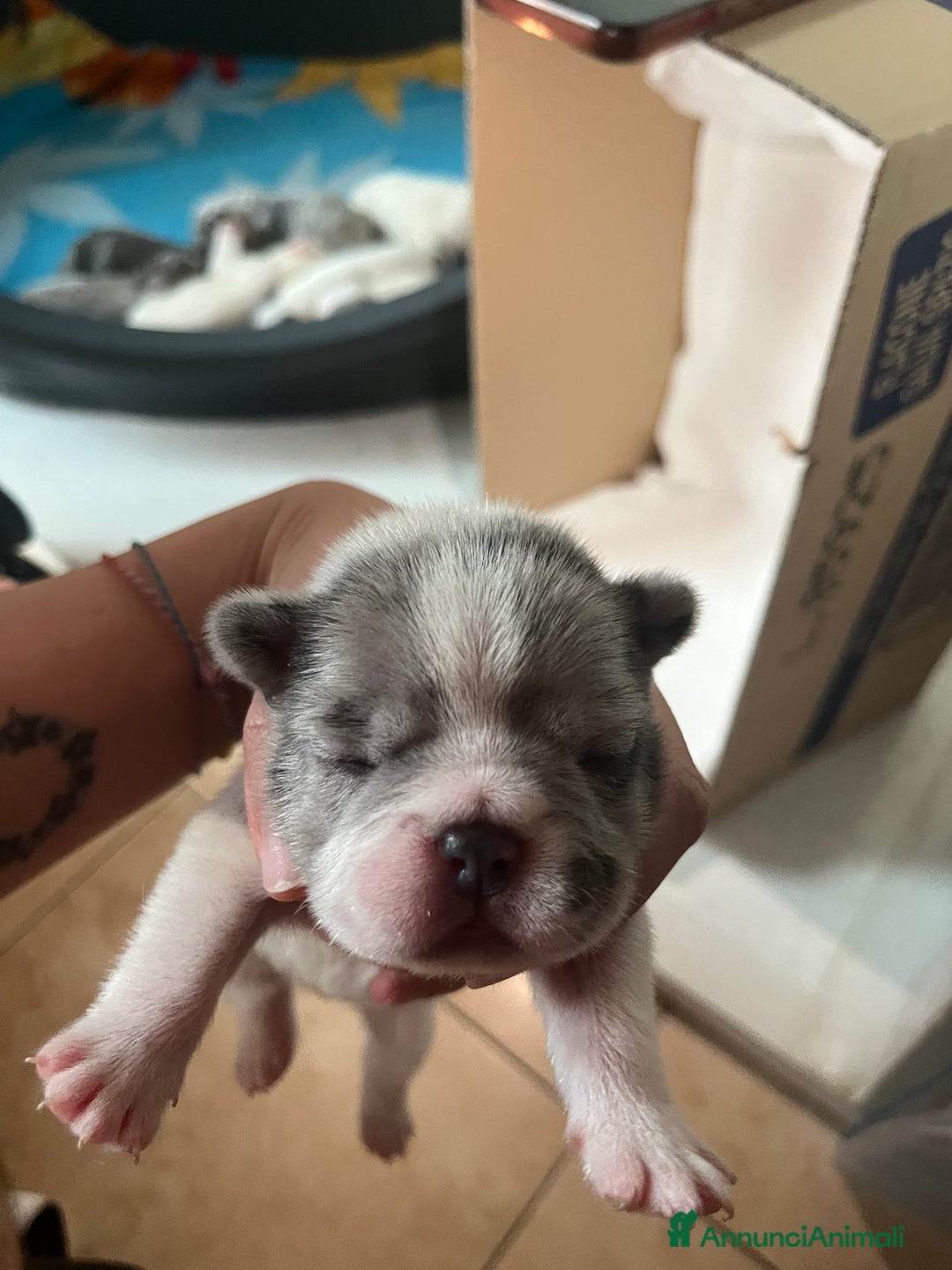 Bulldog Francese cani in vendita: Cuccioli di bulldog francese  a Città Metropolitana di Venezia - Immagine 6
