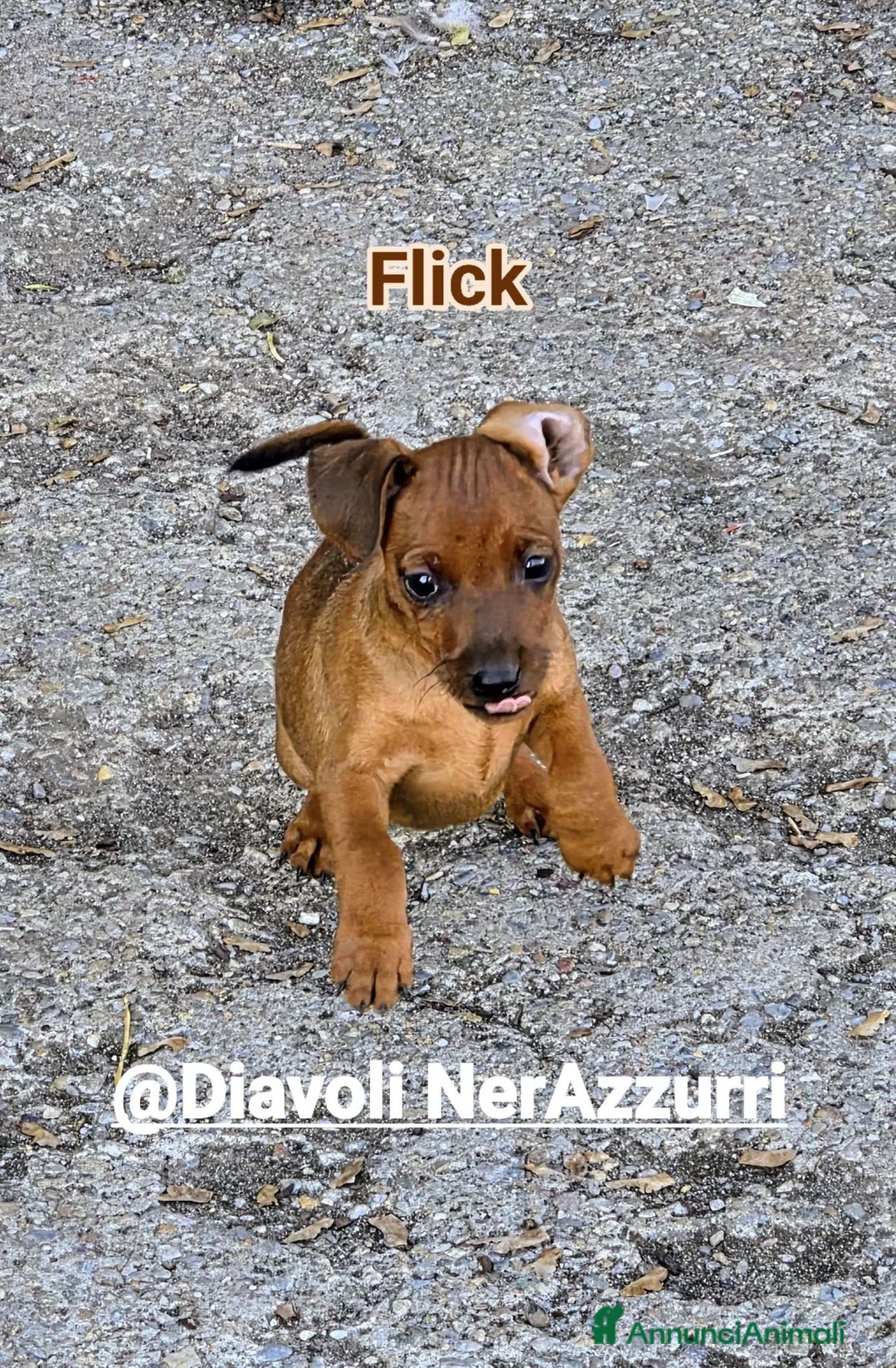 Pinscher Miniatura cani in vendita: Cuccioli Zwergpinscher - Annuncio 2