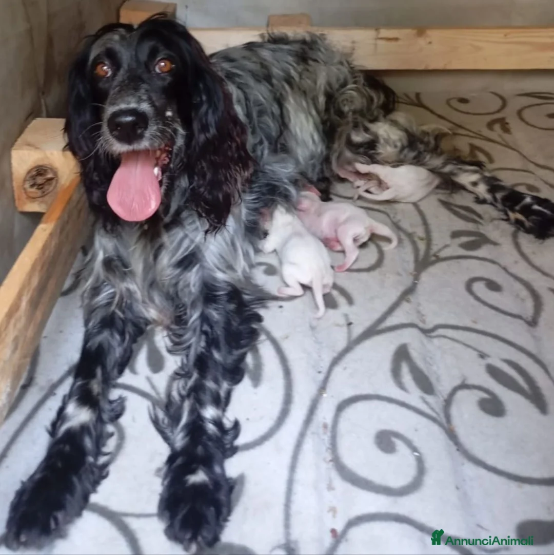 Setter Inglese cani in vendita: Cuccioli  - Annuncio 1