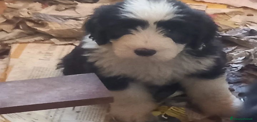 Immagine della galleria {{count}}