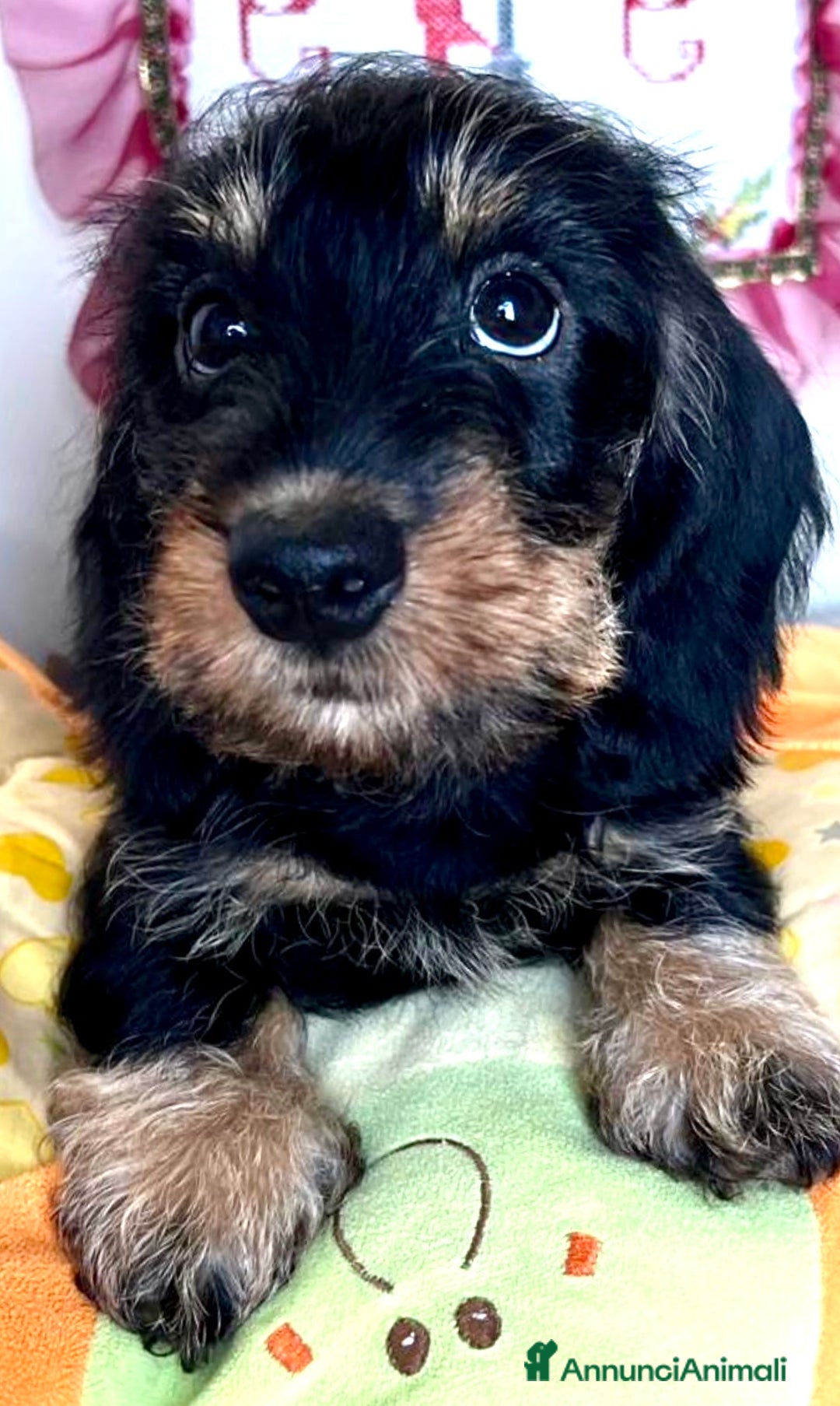 Bassotto cani in vendita: Cuccioli di Bassotto pelo duro con Pedigree Enci - Annuncio 15