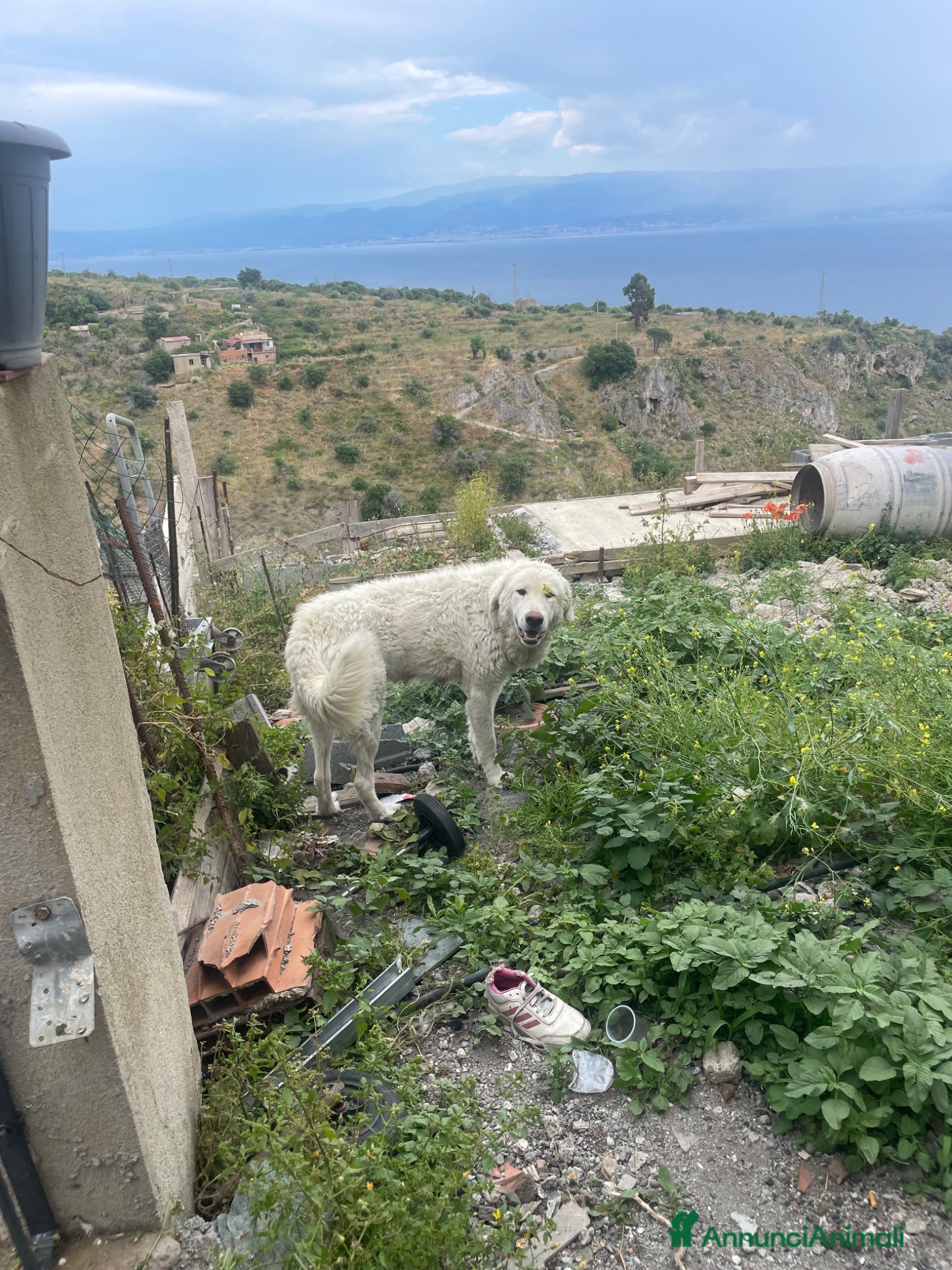 Pastore Abbruzzese Maremmano cani Pastore maremmano  - Annuncio 1