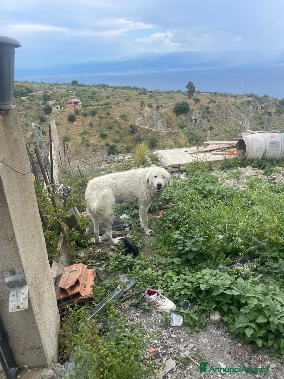 Pastore Abbruzzese Maremmano cani in vendita: Pastore maremmano  - Annuncio 1