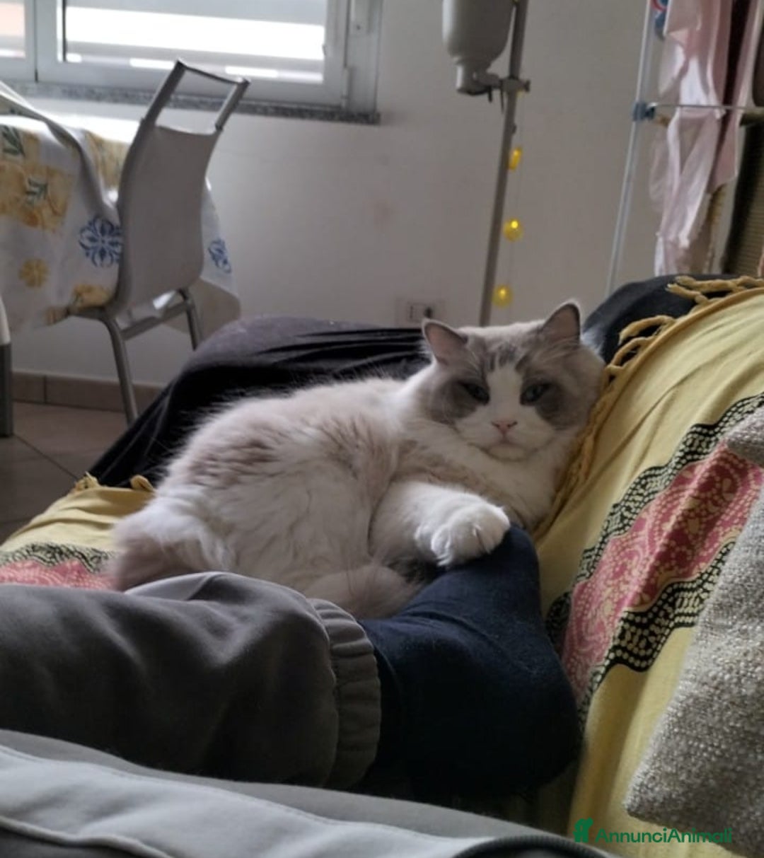 Ragdoll gatti Ragdoll maschio con pedigree disponibile per monta - Annuncio 1