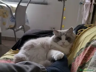 Ragdoll gatti Ragdoll maschio con pedigree disponibile per monta - Annuncio 3