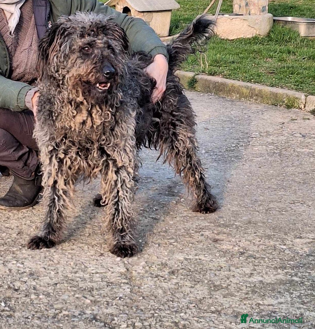 Meticcio cani in regalo: dolce black in regalo a Provincia di Como - Annuncio 5