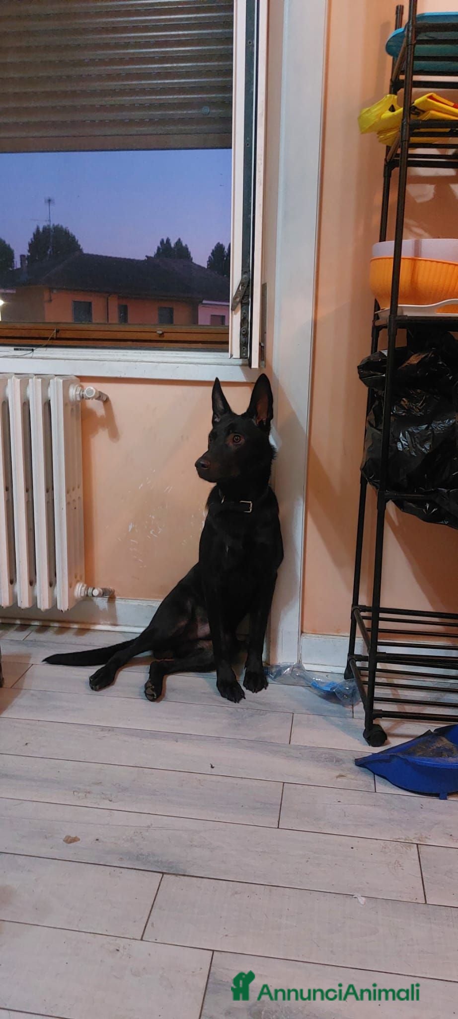 Meticcio cani Cercano casa: 1 Pastore Tedesco, 1 simil Yorkshire - Annuncio 1