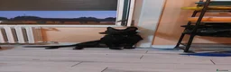 Meticcio cani in regalo: Cercano casa: 1 Pastore Tedesco, 1 simil Yorkshire - Annuncio 1