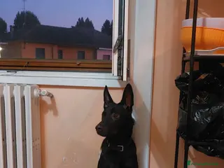 Meticcio cani Cercano casa: 1 Pastore Tedesco, 1 simil Yorkshire - Annuncio 1