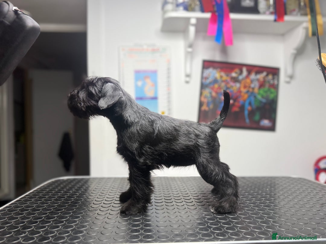 Mini Schnauzer cani in vendita: Schnauzer Nano nero  - Annuncio 9