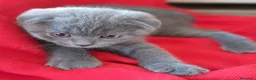 Scottish gatti in vendita: Cuccioli Scottish fold e Scottish straight  - Annuncio 4