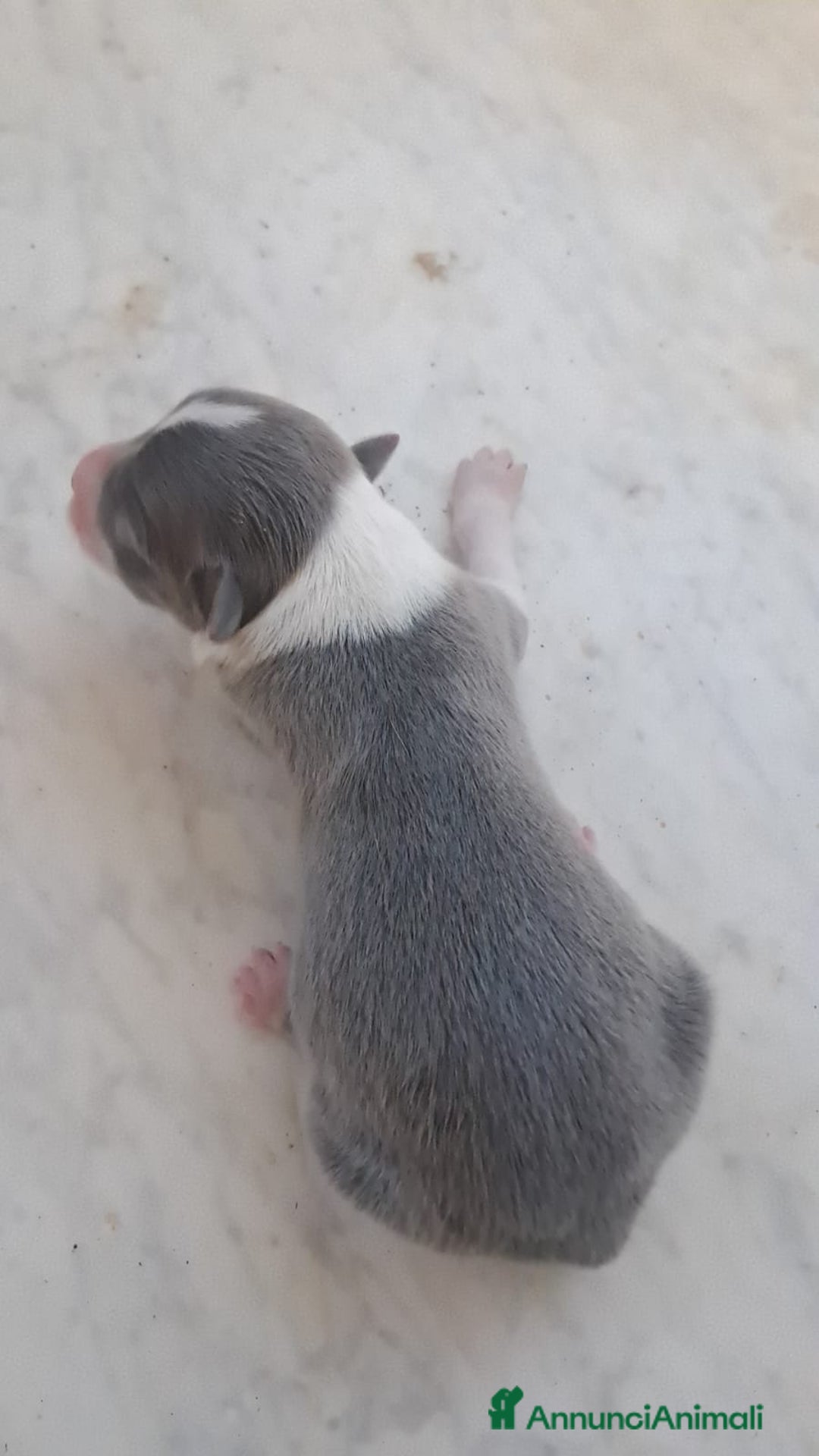 Border Collie cani in vendita: Cuccioli di Border Collie a Città metropolitana di Palermo - Immagine 4