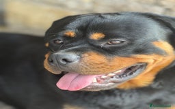 Rottweiler cani per accoppiamento: Rottweiler maschio - Immagine 3