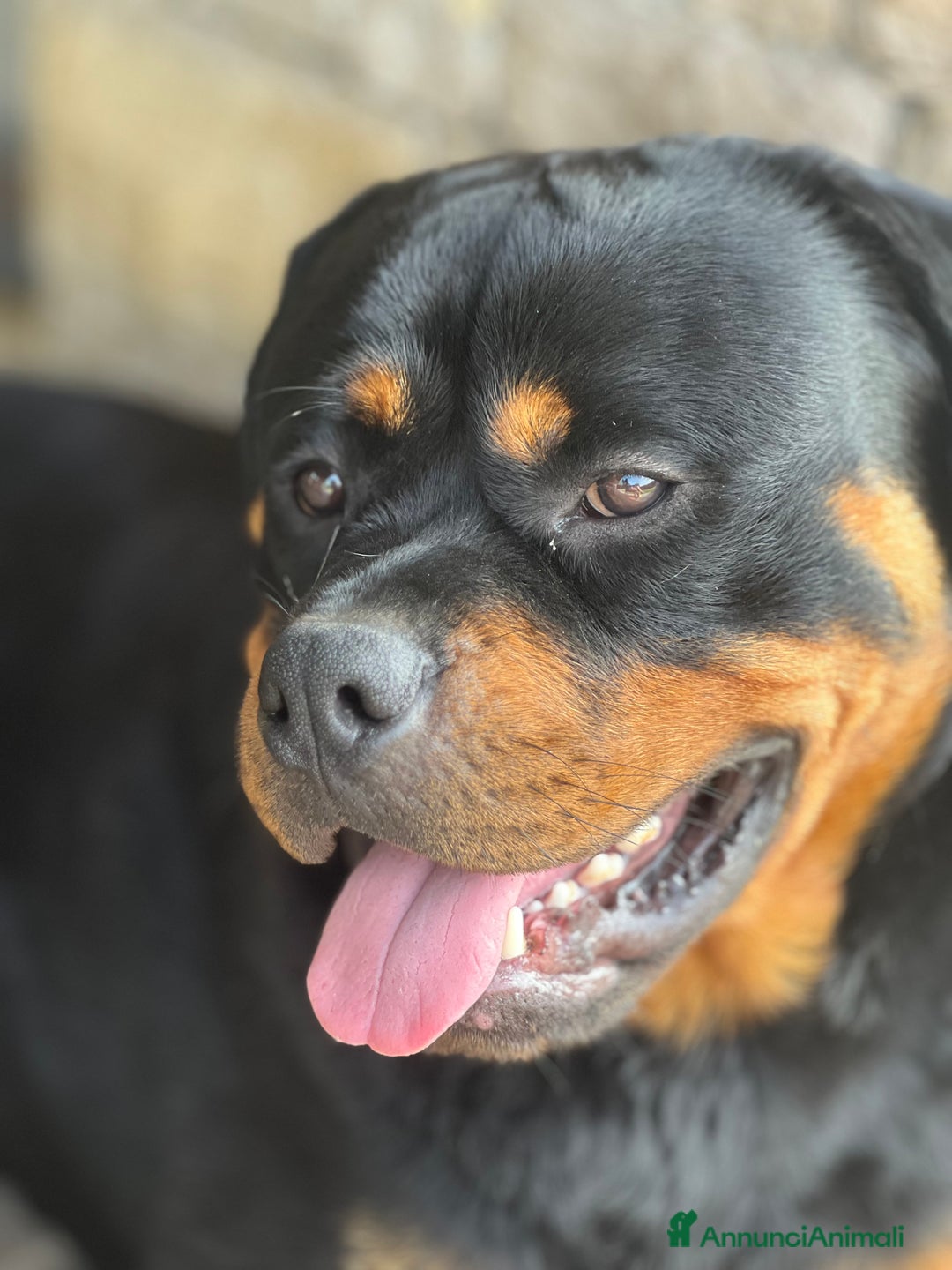 Rottweiler cani per accoppiamento: Rottweiler maschio - Immagine 3