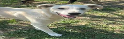 Meticcio cani in regalo: Pluto a Provincia di Savona - Annuncio 5