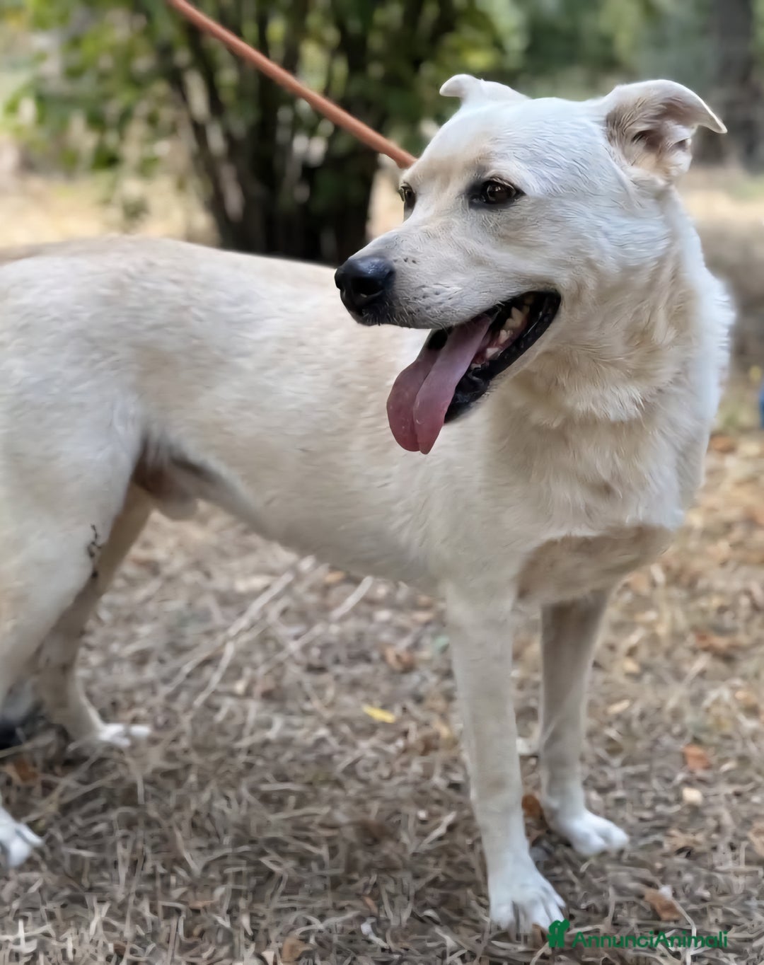 Labrador cani in regalo: Aron cerca casa - Annuncio 3