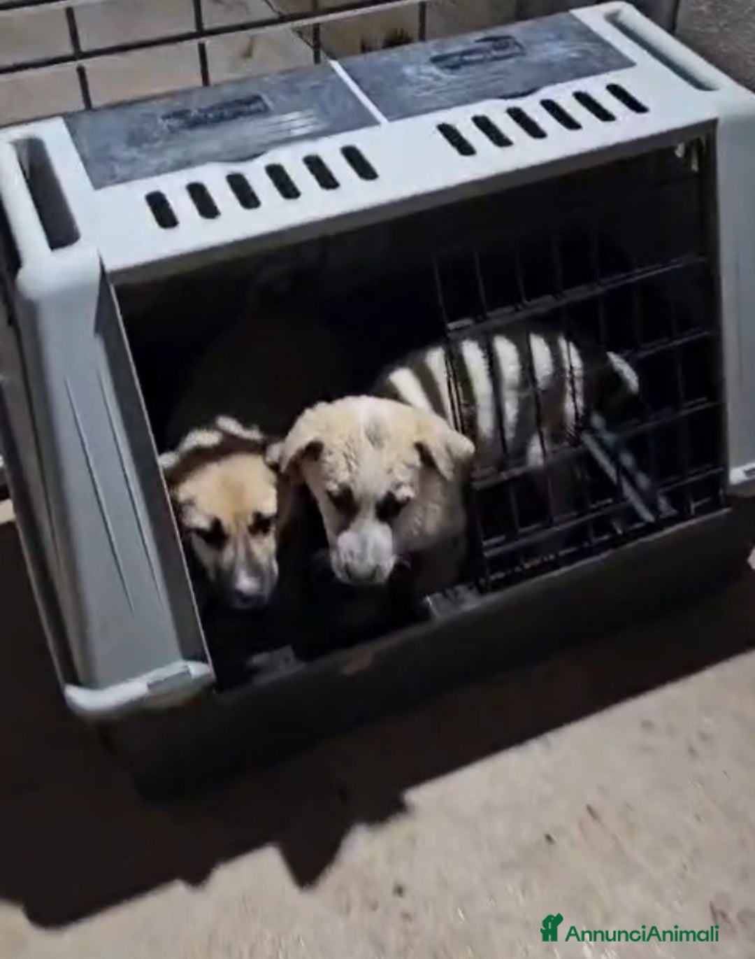 Meticcio cani in regalo: Giardino: 2 mesi taglia media  - Annuncio 4