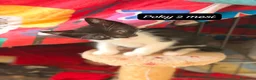 Altre razze gatti in regalo: Gattini desiderosi di trovare famiglia  a Provincia di Prato - Annuncio 11