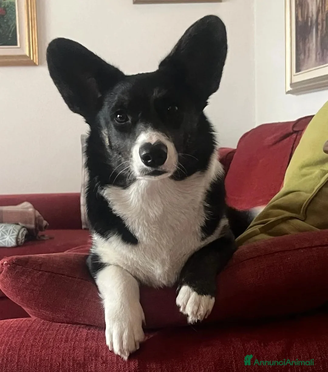 Immagine della galleria {{count}}