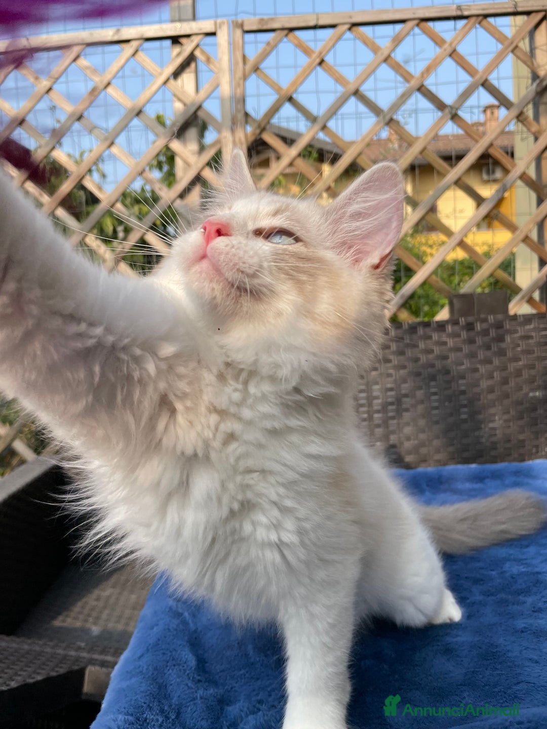 Ragdoll gatti in vendita: Fantastici cuccioli di Ragdoll a Provincia di Pavia - Immagine 11