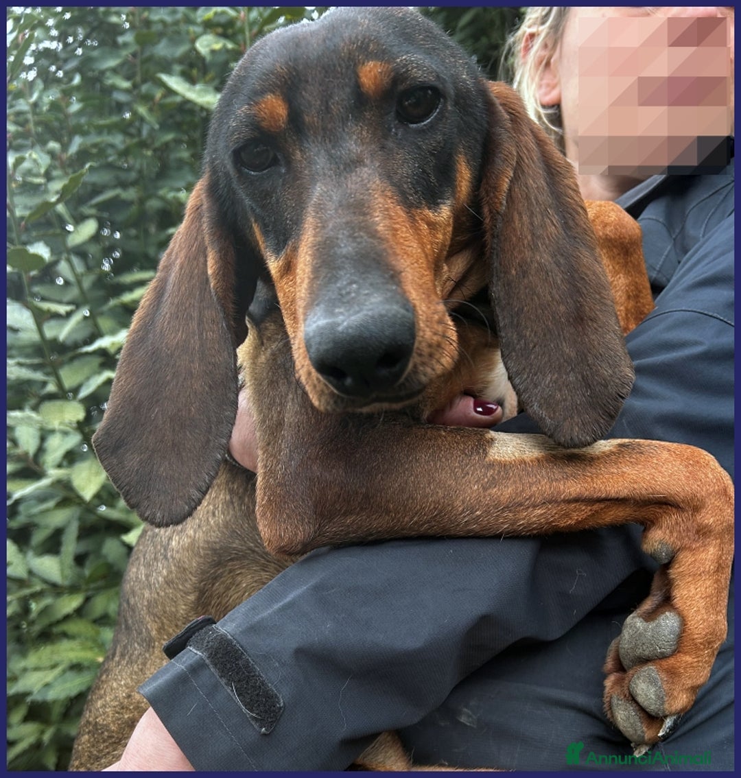 Segugio cani in regalo: ORAZIO, TENERO SEGUGIO 2 ANNI, SOGNA UNA FAMIGLIA a Città metropolitana di Milano - Annuncio 6